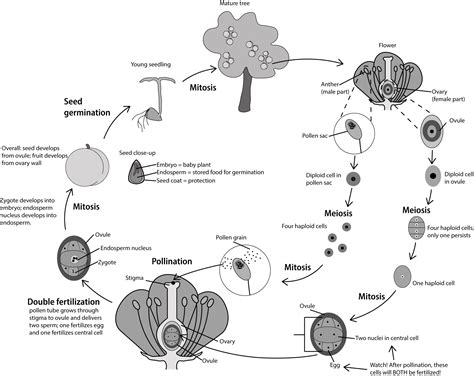 Mind map — lesson. Science State Board, Class 10.