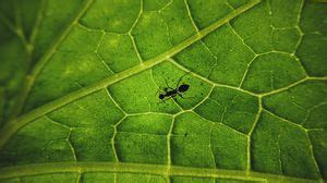 Ant full hd, hdtv, fhd, 1080p wallpapers hd, desktop backgrounds ...