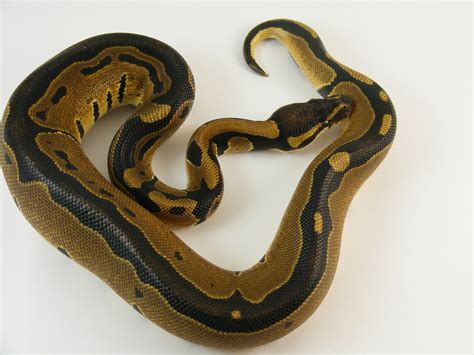 Image result for D Stripe Ball Python
