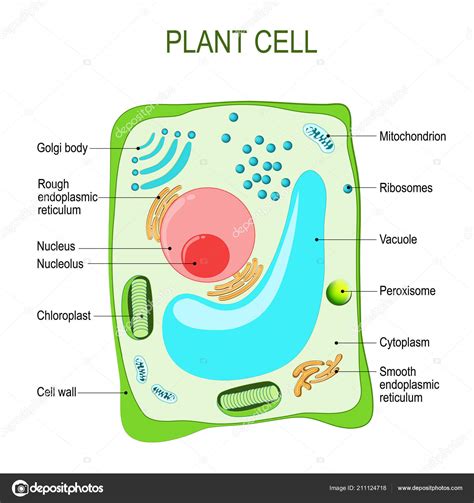 Plant Cell Anatomy Cross Section Structure Eukaryotic Cell Vector ...