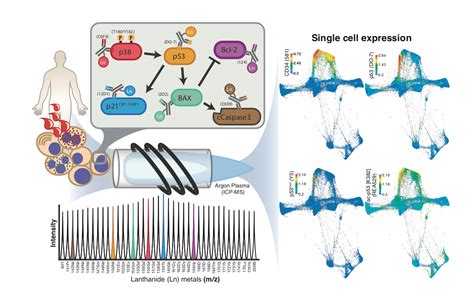 Single Cell Detection of the p53 Protein by Mass Cytometry