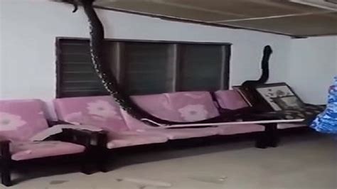 80 kg python crashes through ceiling, watch the viral video
