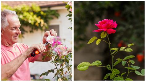 घर के आगे गुलाब का पेड़ लगाना चाहिए कि नहीं, जानें | Where should roses ...