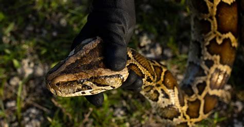 Image result for Python Snake Florida