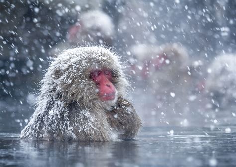 Hot baths help Japanese snow monkeys handle winter cold - Earth.com