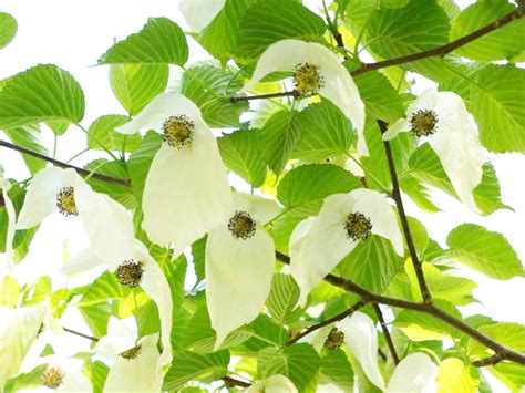 「茂原牡丹園」築292年の古民家と里山を背景に彩る牡丹や季節の花！ - 世界にひとつ