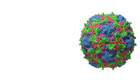 Enteroviruses – Biology and Diseases