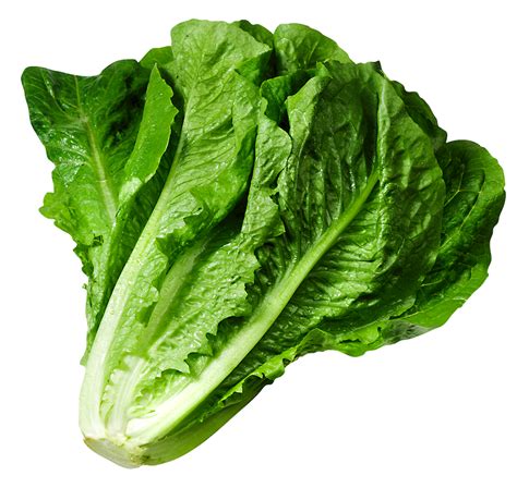 Lettuce clipart 20 free Cliparts | Download images on Clipground 2026
