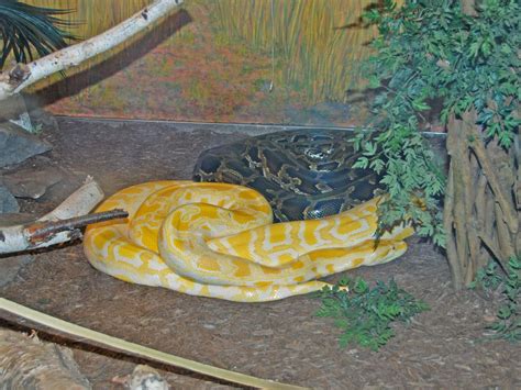 Burmese Python 的图像结果