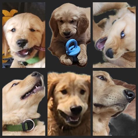 My wife calls it, The many faces of Vey : r/goldenretrievers