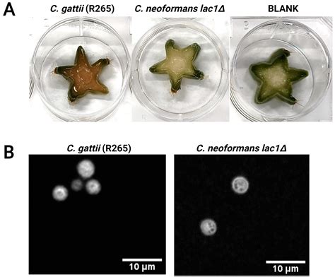 Cryptococcus gattii Can Use the Cactus Pilosocereus spp. to Grow and ...