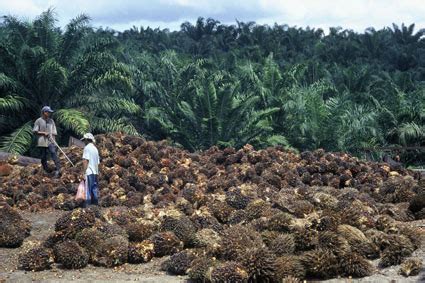 Malaysia Agriculture 的图像结果