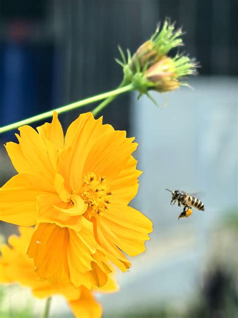 Bee landing - HUAWEI Community