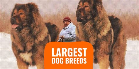 Top 20 Biggest Dog Breeds