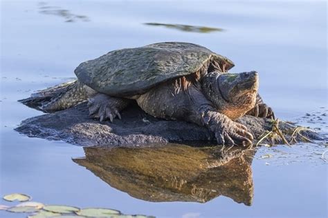 The Bizarre Migration of Nebraska's Snapping Turtles—And Why It's So ...