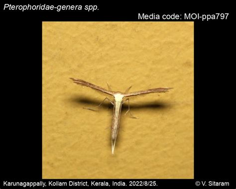 Pterophoridae-genera spp. | Moths