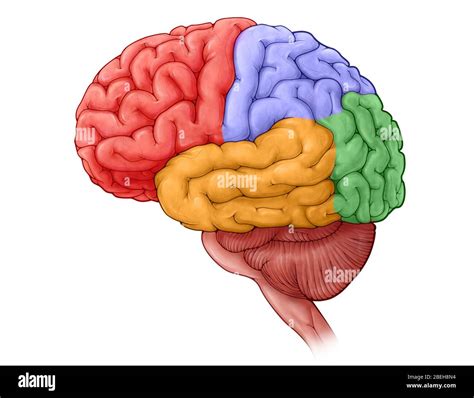 Brain Diagram Lobes Unlabeled