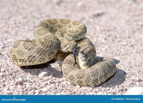 Arizona Mojave Rattlesnake stock photo. Image of nature - 2590658