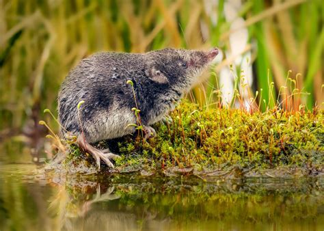 Of Shrews and Women — The Science Writer