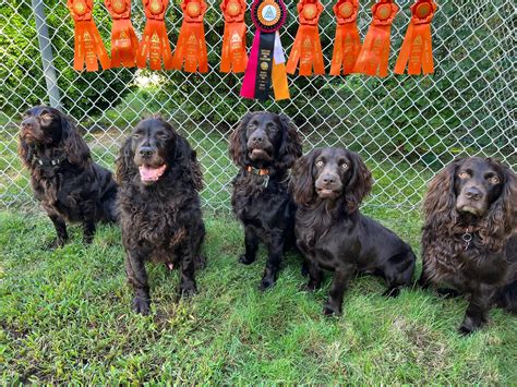 Top Quality Boykin Spaniel Puppies for Sale