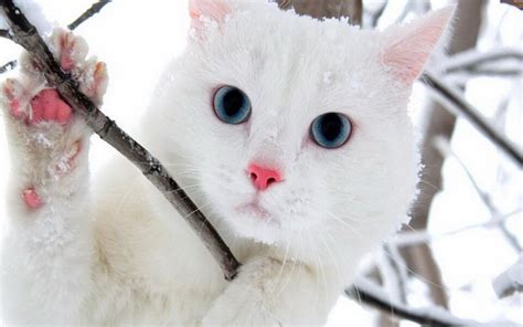 2020 年 115 个最佳白猫名字 - 对于猫人