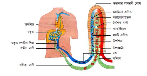 Image result for How Does Digested Food Get into Blood Absorption