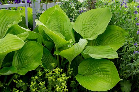 Hosta 'Sum & Substance' | Plantain Lily 'Sum & Substance' | {2-Gallon ...
