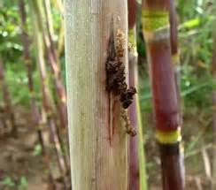 TNAU Agritech Portal :: Crop Protection