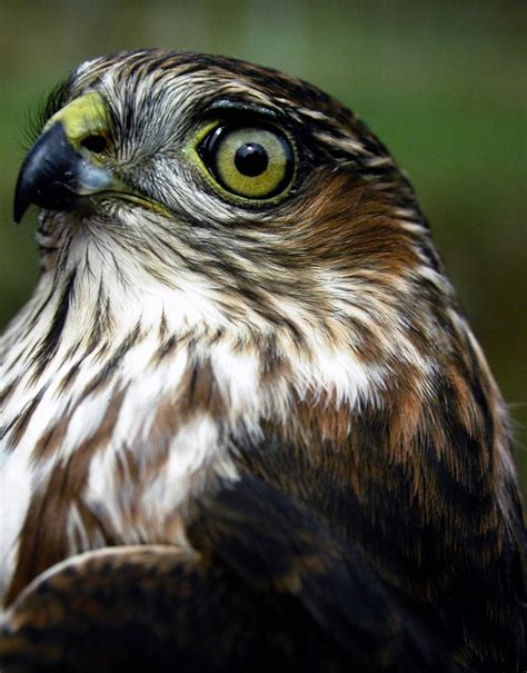 Door to Nature: Predators of Feeder Birds - Door County Pulse