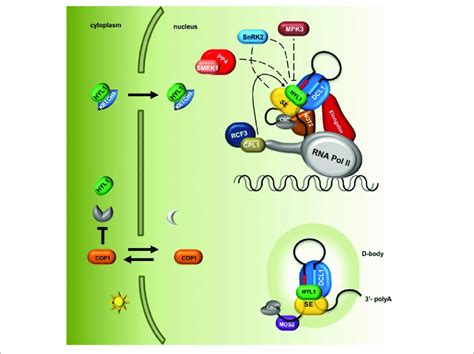 Image result for Gene Expression Control Plant Cells microRNA