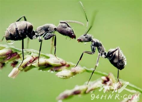 原来，世界上还有这样的蚂蚁【帮帮百科】