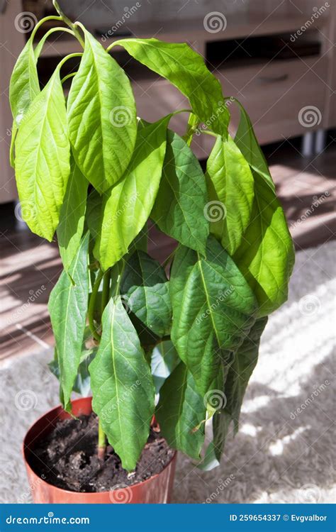 Image result for Small Avocado Tree