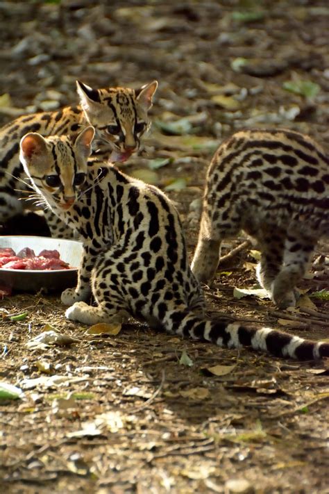What Do Ocelots Eat