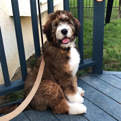 Bernedoodle Puppy • Bernedoodle Full Grown • Bernedoodle For Sale ...
