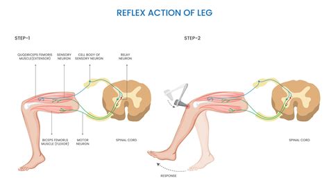 Image result for Reflex Action Model