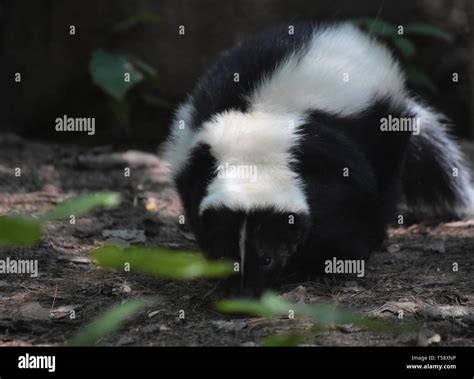 Black and white skunk with long fur in the wild Stock Photo - Alamy