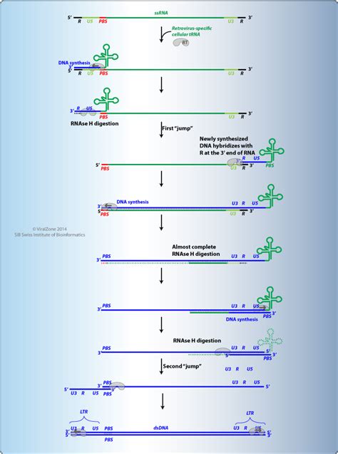 Image result for Transcriptase Enzyme