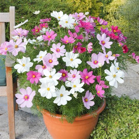 How To Grow A Cosmos Flower at Ronald Mulligan blog