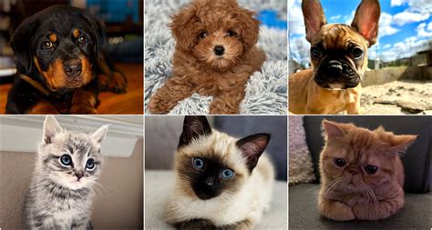 Oreo footlong cookie: new 12-inch dessert available at Subway