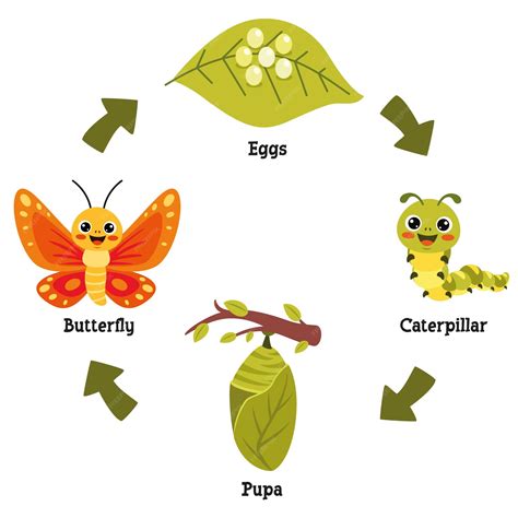 The life cycle of butterfly | Premium Vector
