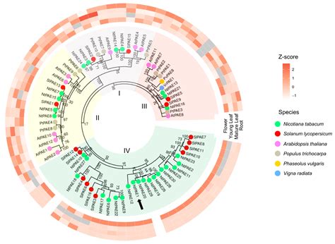 Silencing of a Pectin Acetylesterase (PAE) Gene Highly Expressed in ...