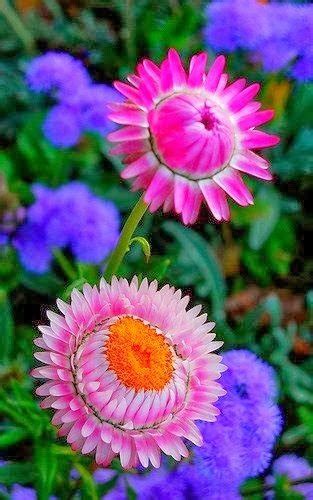 Creative Farmer Flower Seeds : Acroclinum Double Mixed Garden Seeds ...