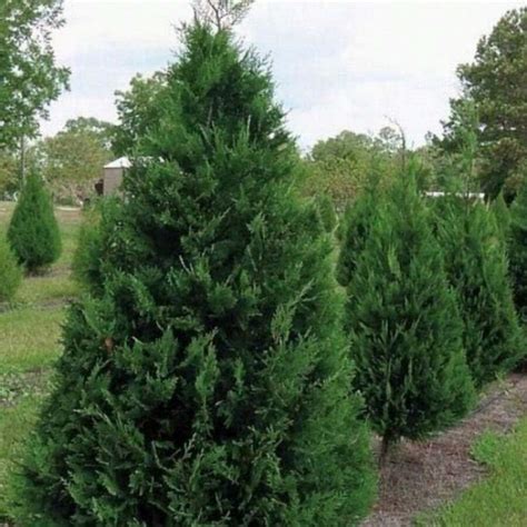Easy Cultivating High Germination Rate Rare Plant Tree Seeds Italian ...