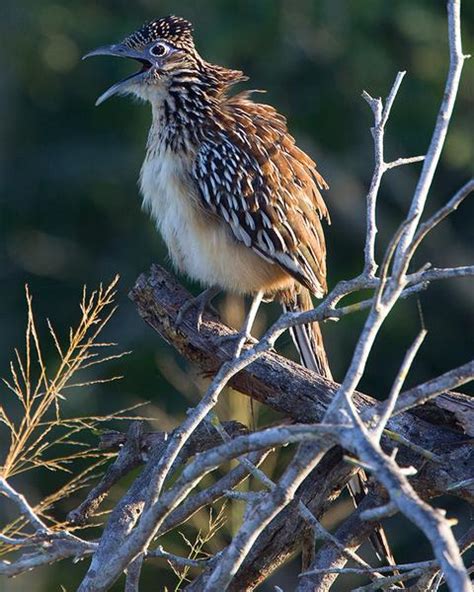 Lesser RoadRunner 的图像结果