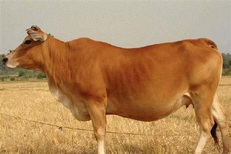 肉牛多少一斤？一年的肉牛能卖多少钱 - 致富热