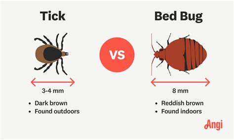 Bed Bug Tick Bed Bug Vs. Ticks