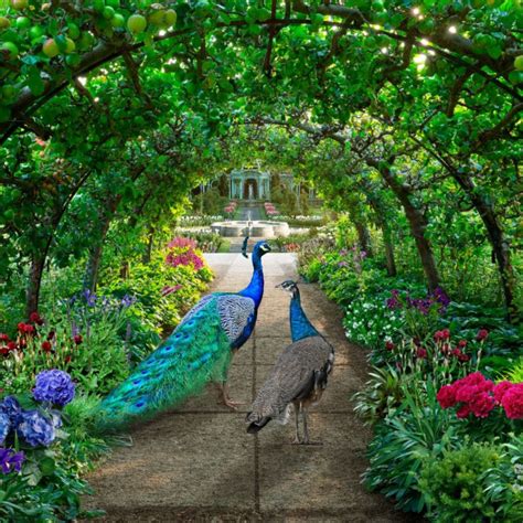 Peafowl vs Peacock: Differences Explained! - Chicken & Chicks Info