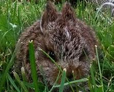 Image result for Baby Rabbits Cotten Tails