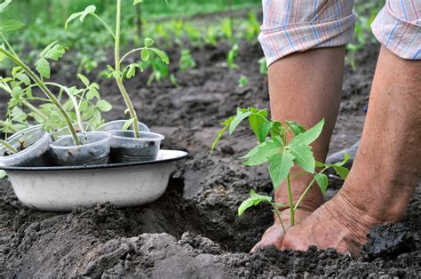 Transplanting vs Direct Sowing: Which Gardening Method Suits You ...