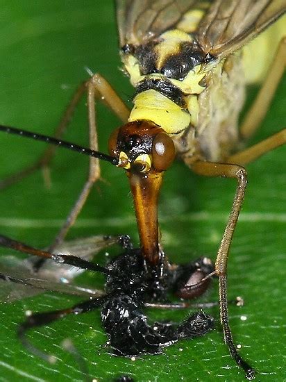 Srpice (Mecoptera) - Bobův fotoblog